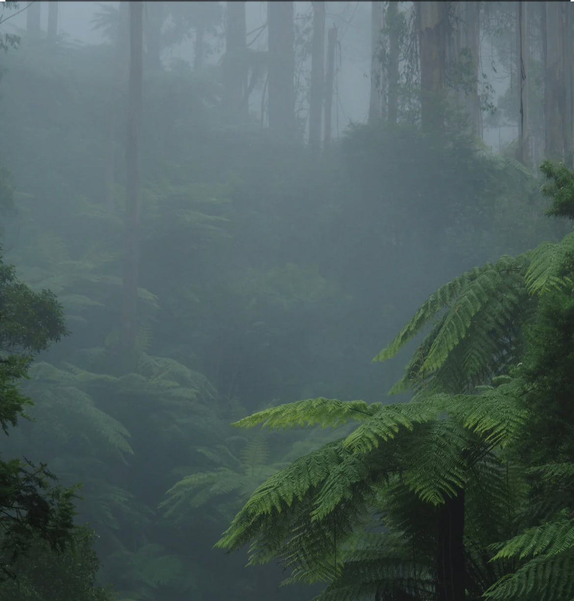 Bougie de soja Brume et Fougère – Parfum forestier frais et terreux | Mam Jam's