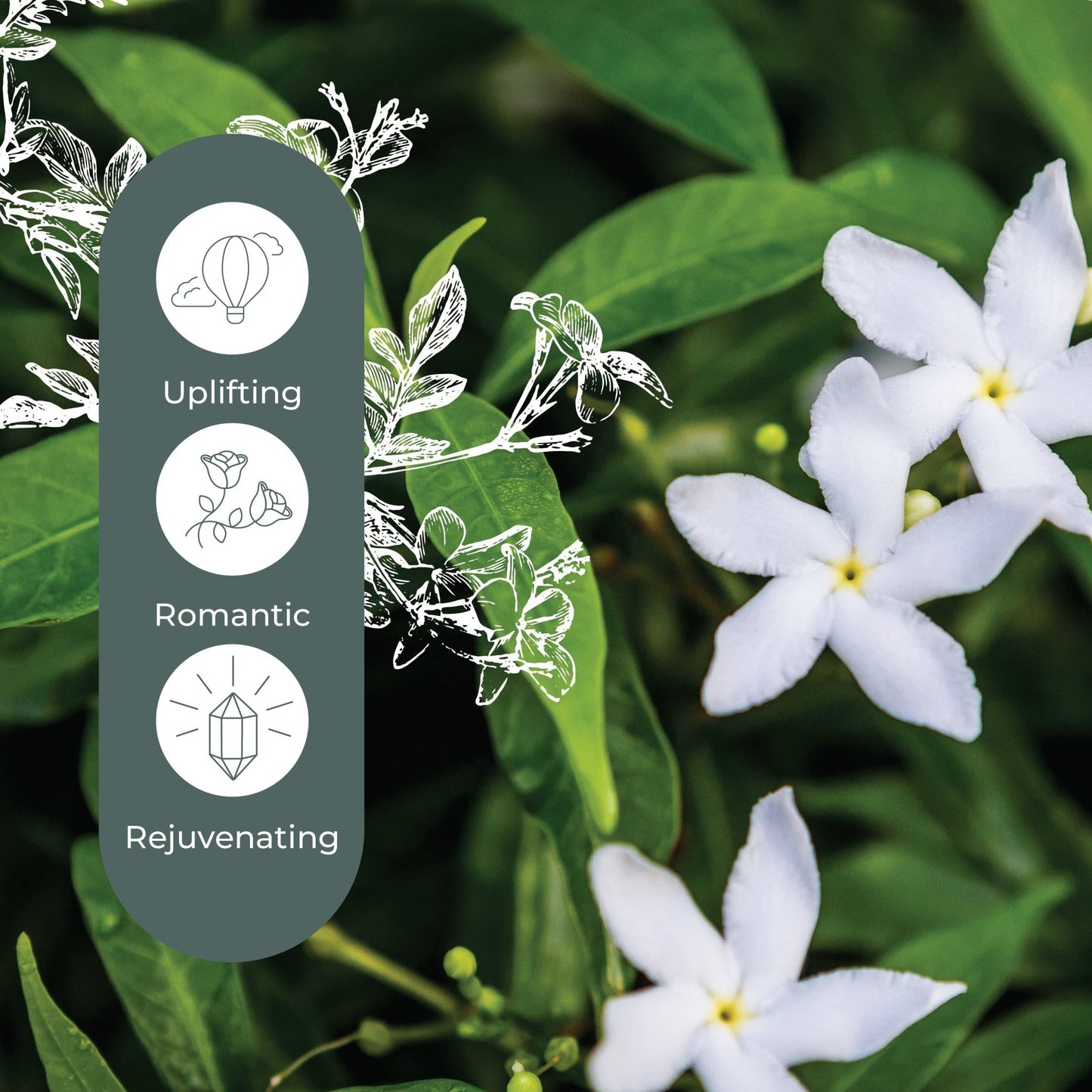 Jasmine Grandiflorum Absolute | Daily Health & Beauty
