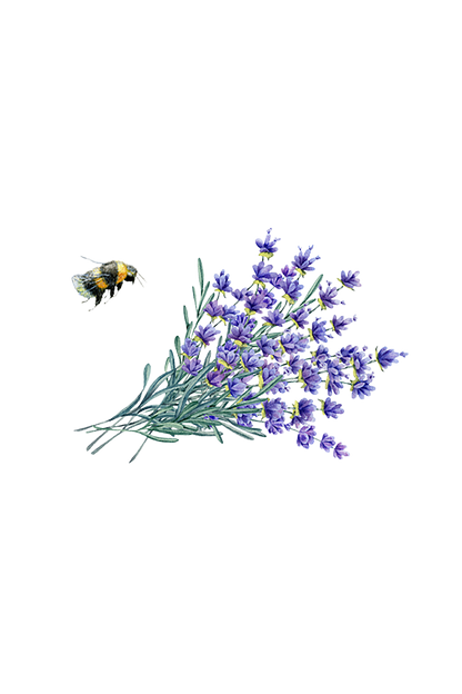 Lavender Essential Oil