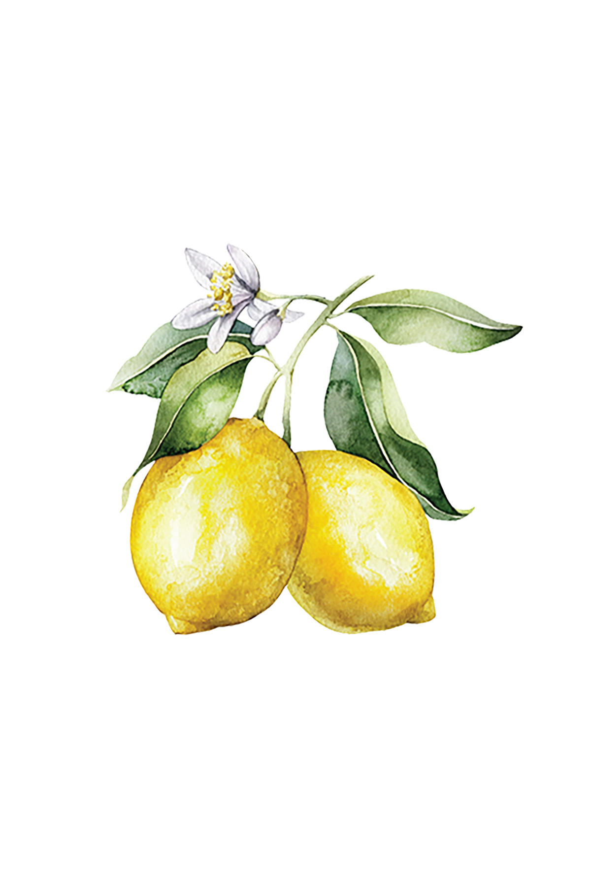 Lemon Essential Oil