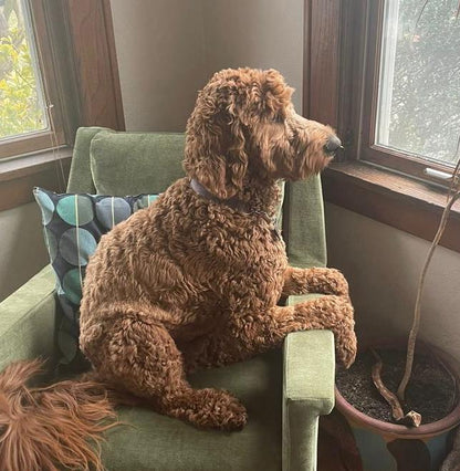 Pet Salve & Lavender Balm