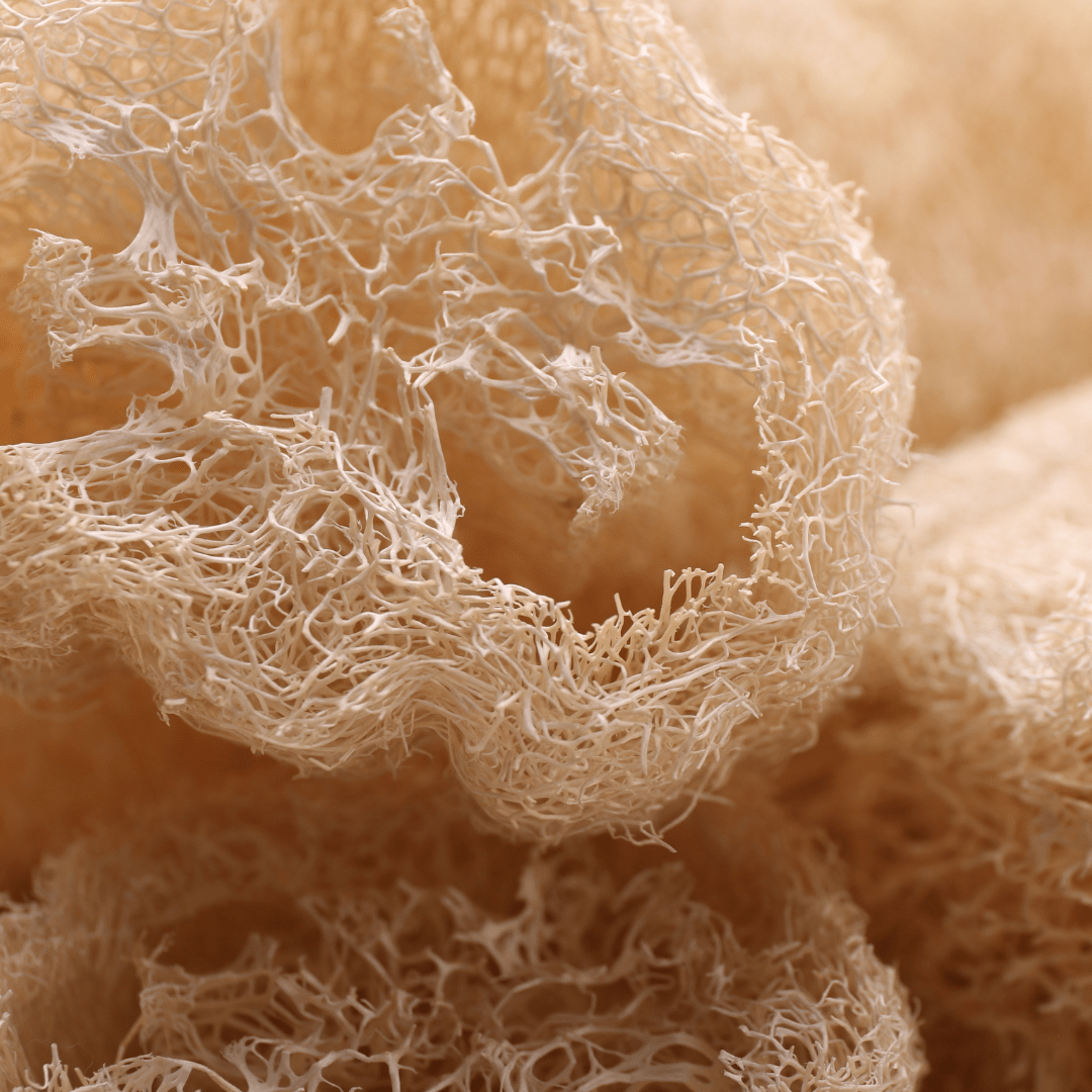 Natural Loofah Sponge – 6" Cut, Organic & Biodegradable | Daily Health & Beauty