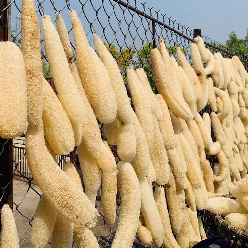 Natural Loofah Sponge – 6" Cut, Organic & Biodegradable | Daily Health & Beauty
