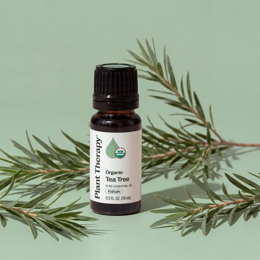 Aceite esencial de árbol de té orgánico