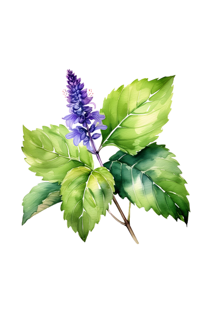 Patchouli Essential Oil
