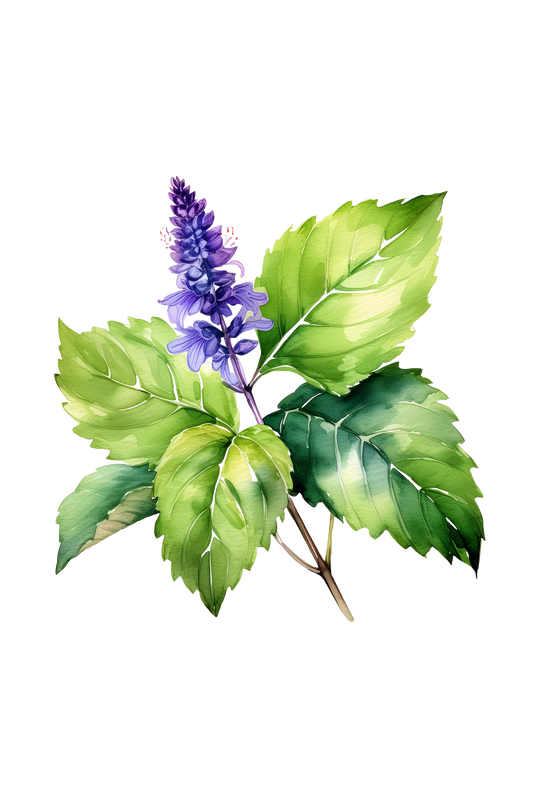 Patchouli Essential Oil