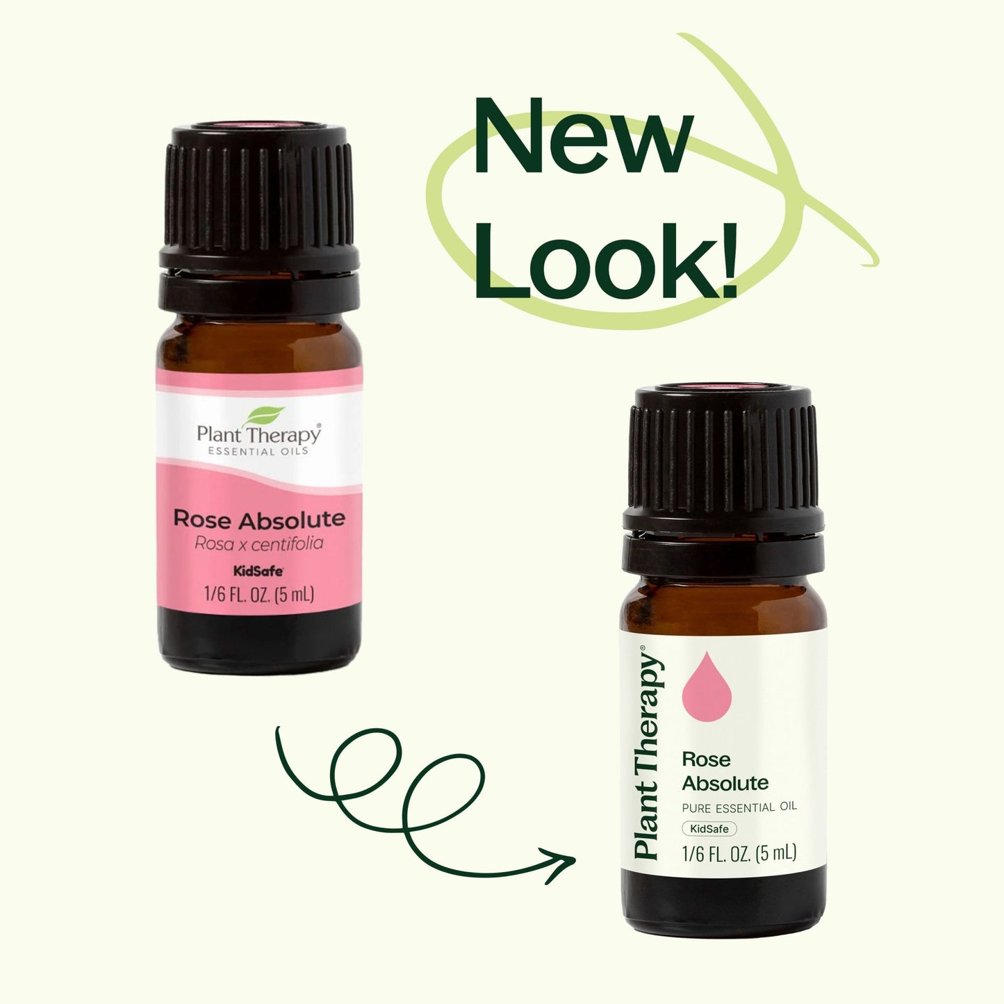 Rose Absolute Essential Oil | Daily Health & Beauty