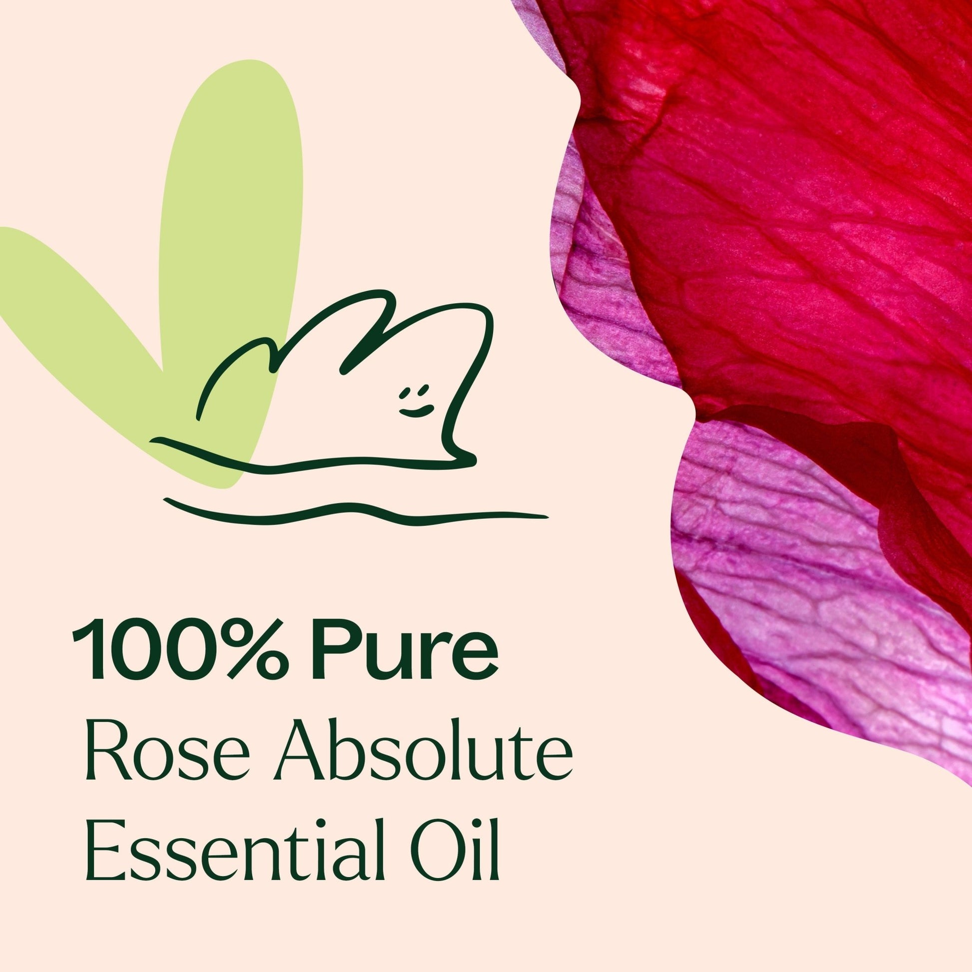 Rose Absolute Essential Oil | Daily Health & Beauty