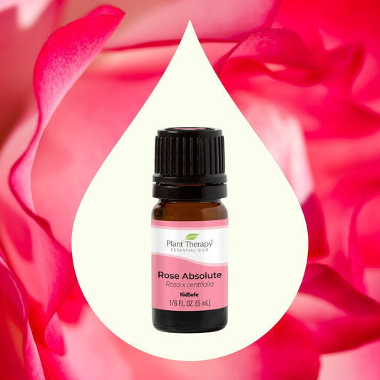 Rose Absolute Essential Oil | Daily Health & Beauty