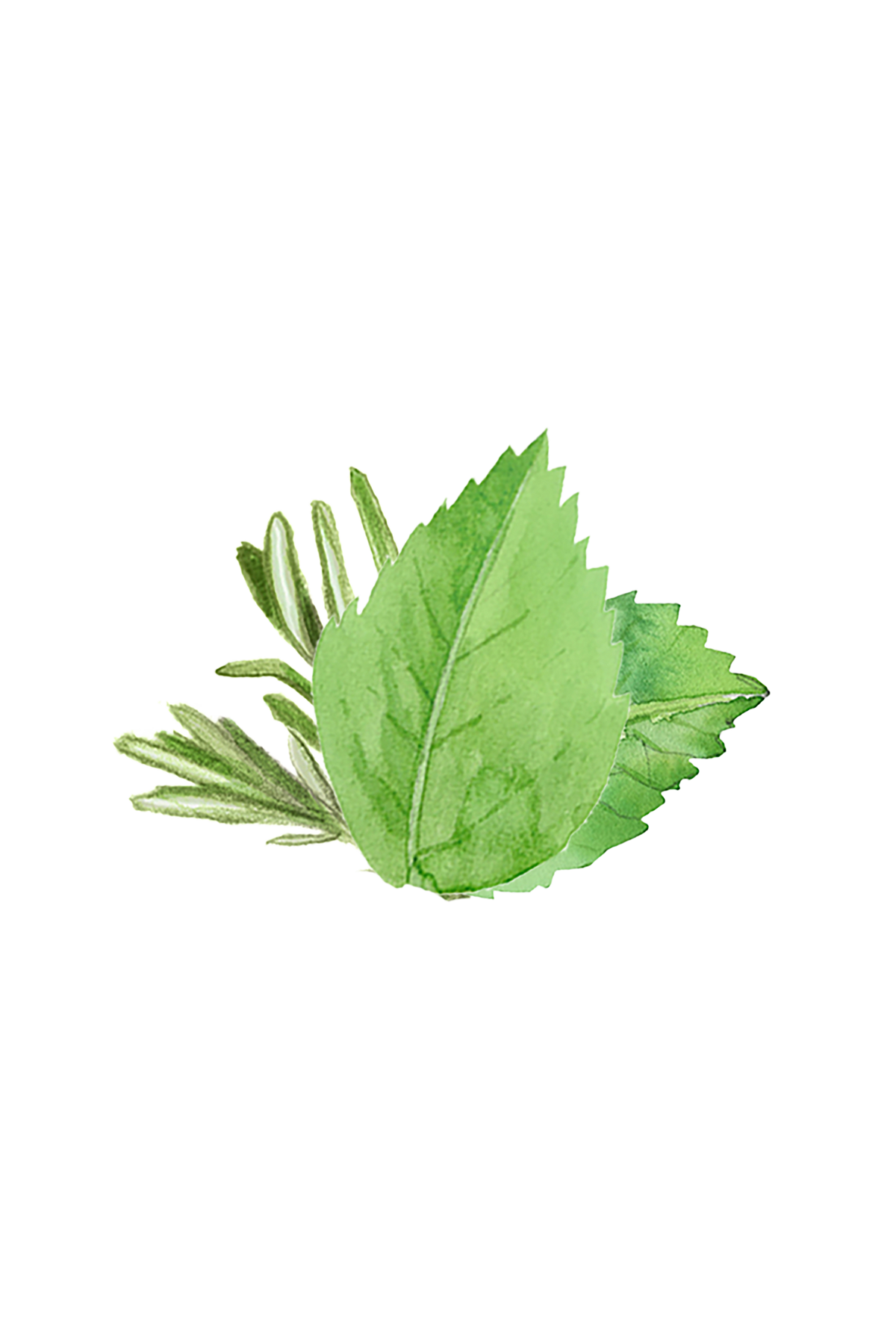 Coconut Conditioner | Rosemary & Mint