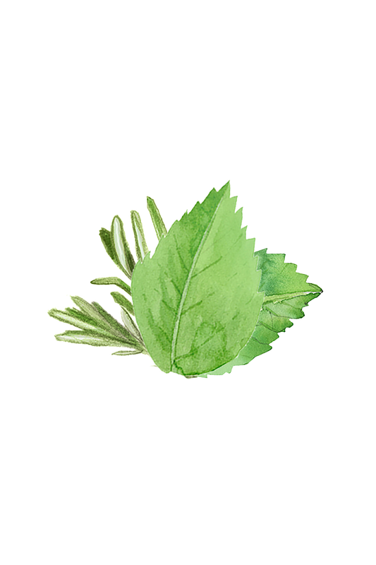 Moisturizing Body Wash | Rosemary & Mint