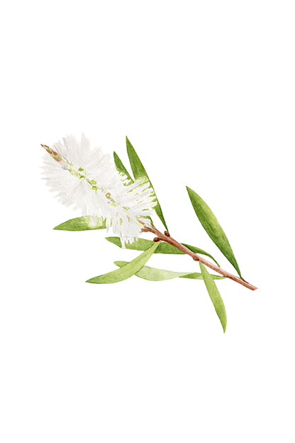 Tea Tree Essential Oil