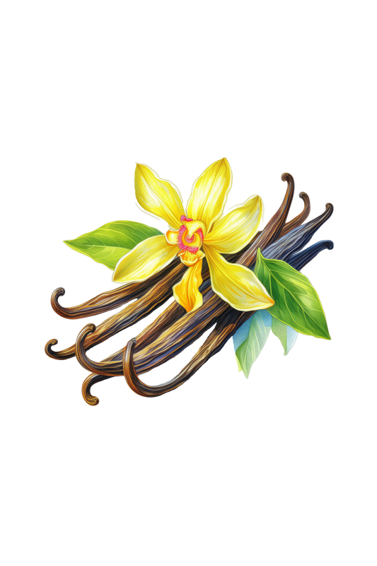 Buttery Vanilla Phthalate-Free Fragrance Oil